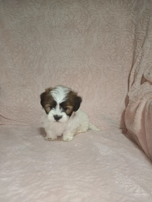 Cățelusi Shih Tzu de vânzare   născuți pe 25 august - imagine 5 Cățelusi Shih Tzu de vânzare   născuți pe 25 august - imagine 5