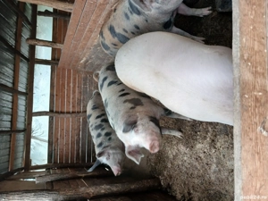 porci de vânzare  - imagine 5