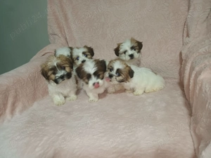 Cățelusi Shih Tzu de vânzare   născuți pe 25 august