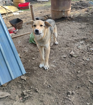 Ofer cățel baiat spre adoptie - imagine 5 Ofer cățel baiat spre adoptie - imagine 5