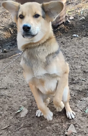 Ofer cățel baiat spre adoptie - imagine 2 Ofer cățel baiat spre adoptie - imagine 2