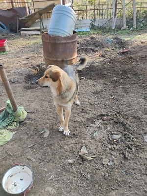 Ofer cățel baiat spre adoptie - imagine 4 Ofer cățel baiat spre adoptie - imagine 4