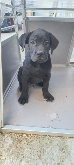 Vand căței cane corso puiuti - imagine 2