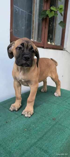 Vand căței cane corso puiuti - imagine 3