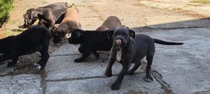 Vand căței cane corso puiuti - imagine 4