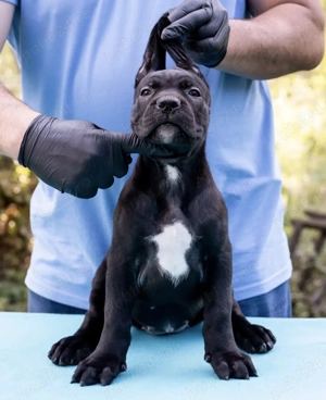 Vand căței cane corso puiuti
