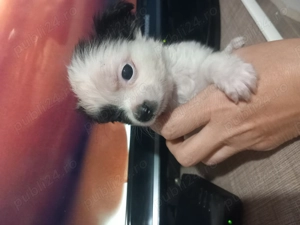 Fetita pechinez  - imagine 3