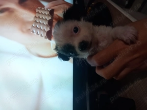 Fetita pechinez  - imagine 2