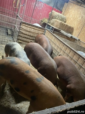 Porci de vanzare 