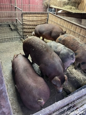 Porci de vanzare  - imagine 3