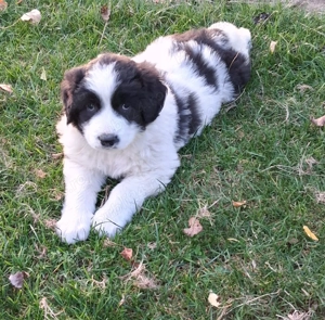 Căței Ciobănesc de Bucovina 