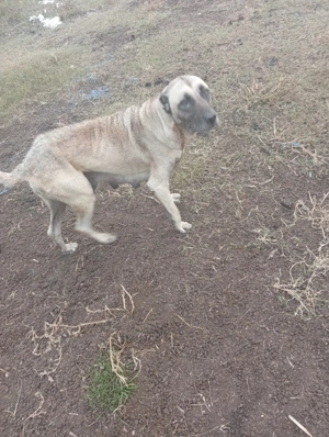 Vind căței kangal 50 e - imagine 3 Vind căței kangal 50 e - imagine 3