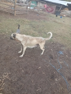 Vind căței kangal 50 e - imagine 2 Vind căței kangal 50 e - imagine 2