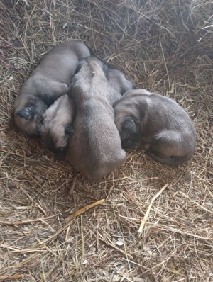 Vind căței kangal 50 e - imagine 5 Vind căței kangal 50 e - imagine 5