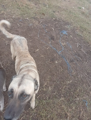 Vind căței kangal 50 e - imagine 4 Vind căței kangal 50 e - imagine 4