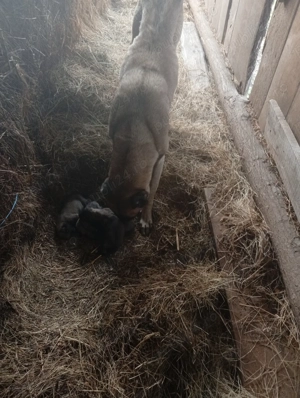 Vind căței kangal 50 e - imagine 9 Vind căței kangal 50 e - imagine 9