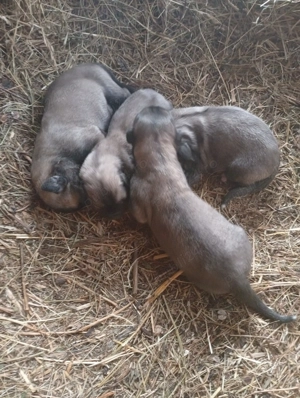 Vind căței kangal 50 e - imagine 8 Vind căței kangal 50 e - imagine 8