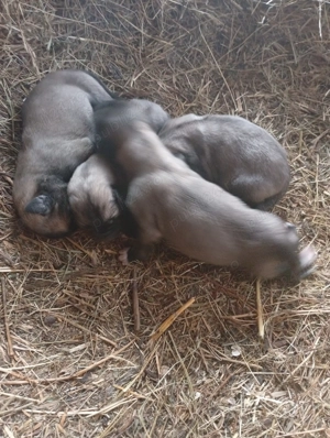 Vind căței kangal 50 e - imagine 6 Vind căței kangal 50 e - imagine 6