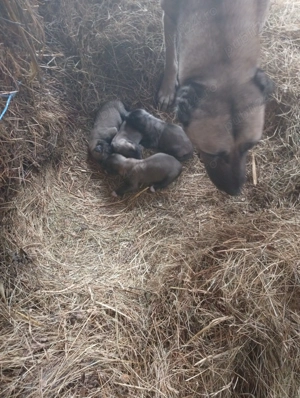 Vind căței kangal 50 e - imagine 7 Vind căței kangal 50 e - imagine 7