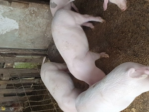 Vând purcei și șoldănei  - imagine 6