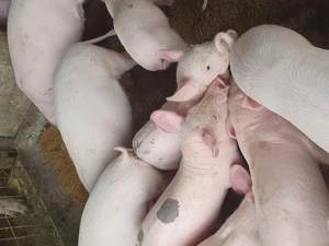 Vând purcei și șoldănei  - imagine 5