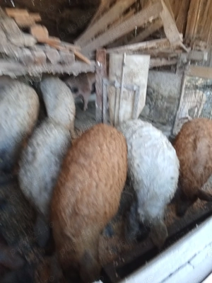 Vând porci Mangalia crescuți în gospodărie ținuți c - imagine 2 Vând porci Mangalia crescuți în gospodărie ținuți c - imagine 2