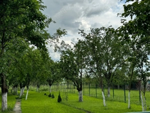 Teren Preajba Mare - imagine 4