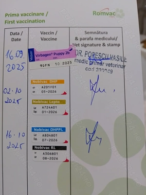 Cățeluși pomeranian spitz de talie mica  - imagine 5