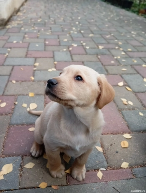 Fetiță labrador disponibila 