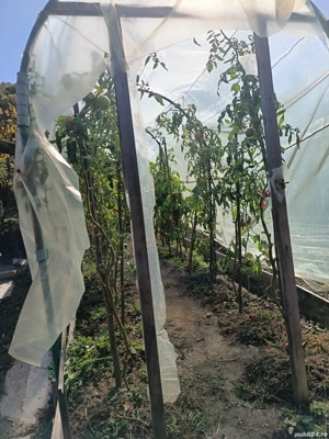 Casă Goranu lespezi  - imagine 8