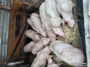 vand porci si grasuni 