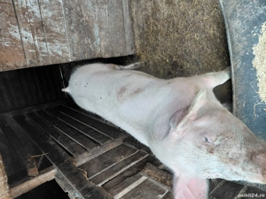 vand porci si grasuni  - imagine 2