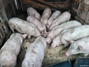 vand porci si grasuni  - imagine 3