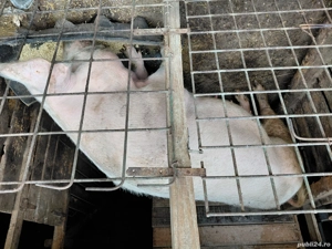 vand porci si grasuni  - imagine 4