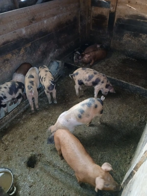 Vand purcei de 8 saptamani - imagine 2 Vand purcei de 8 saptamani - imagine 2