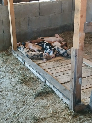 Vand purcei de 8 saptamani