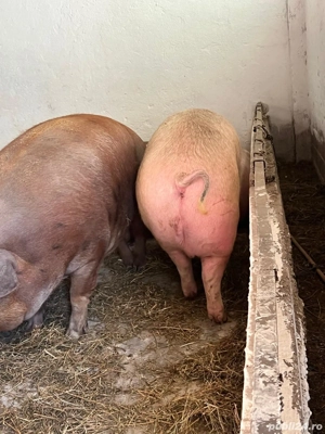 Porci de rasa - imagine 2 Porci de rasa - imagine 2