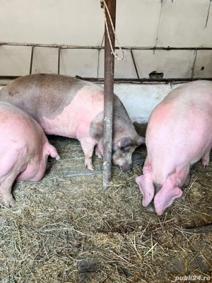 Porci de rasa - imagine 4 Porci de rasa - imagine 4