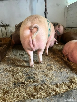 Porci de rasa - imagine 5 Porci de rasa - imagine 5