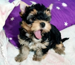Yorkshire terrier fetiță  - imagine 5