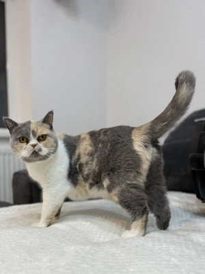 Pisică british shorthair tortie nesterilizată