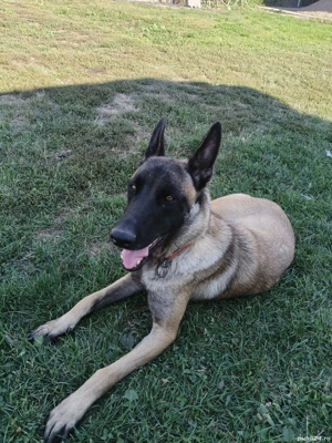 Căței Ciobanesc belgian malinois