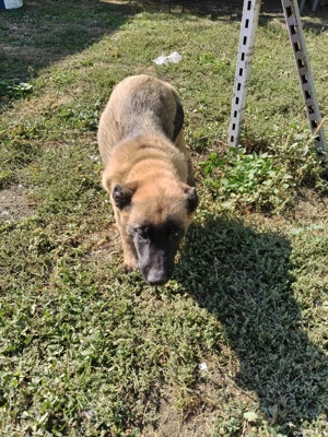 Căței Ciobanesc belgian malinois  - imagine 2       Căței Ciobanesc belgian malinois  - imagine 2