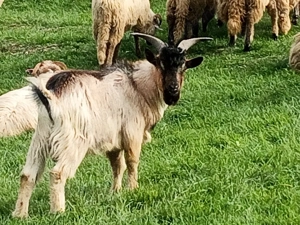 Țapi frumoși de vânzare - imagine 3