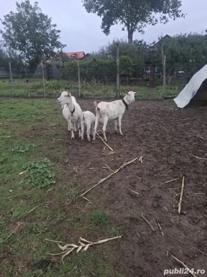 Căpriță Sannen - imagine 3