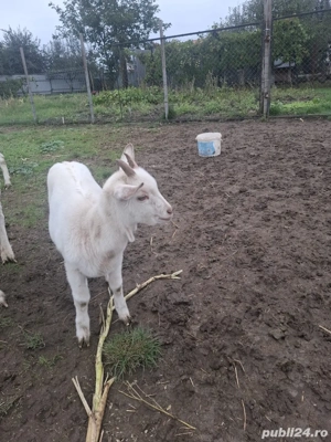 Căpriță Sannen - imagine 2