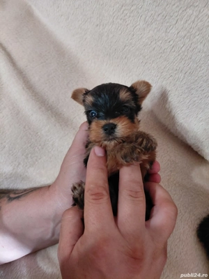 Yorkshire terrier toy yoy