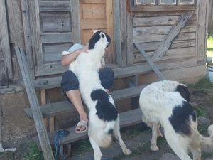 Ciobanesc de Bucovina 