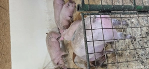 porci de vanzare - imagine 2