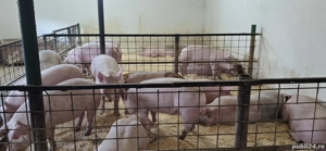 porci de vanzare - imagine 3